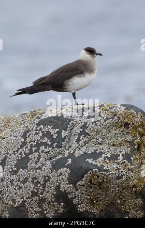 Schmarotzer-Raubmöwe, Schmarotzerraubmöwe, helle morphe, Raubmöwe, Raubmöwen, Stercorarius parasiticus, parasitischer Jaeger, Arctic Skua, parasitischer Skua, Stockfoto