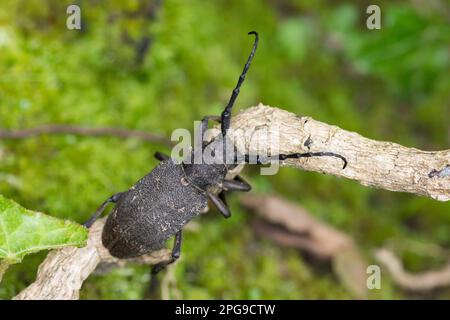 Weberbock, Weber-Bock, Schwarzer Weberbock, Lamia textor, Pachystola textor, Weaver-Käfer, Lamie tisserand Stockfoto