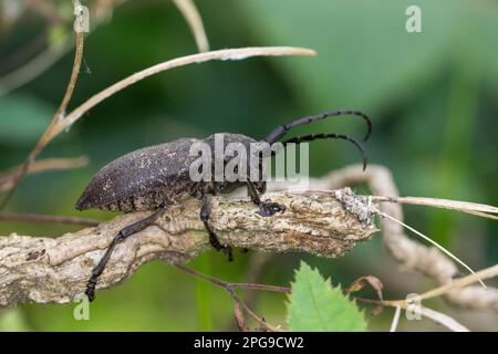 Weberbock, Weber-Bock, Schwarzer Weberbock, Lamia textor, Pachystola textor, Weaver-Käfer, Lamie tisserand Stockfoto