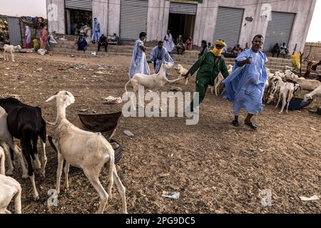 Brahim Ramdhane (rechts), ehemaliger Sklave und Gründer seiner NGO Sahel Fondation, hier auf dem Ziegenmarkt in Nouakshott in Mauretanien. Fast jedes Wochenende reist er in seine Heimatstadt Boutilimit, um seine Familie zu besuchen. Er kämpft gegen die Sklaverei, gegen die Unterdrückung seines Haratin-Stammes und für faire Bildungsmöglichkeiten, seit er sich als Teenager befreit hat. Stockfoto