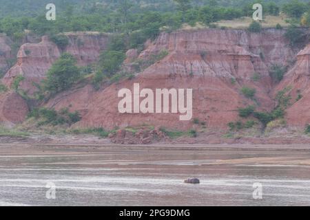 Flusspferde, Hippopotamus amphibius, können im Fluss Runde im Gonarezhou-Nationalpark Simbabwes gesehen werden. Stockfoto