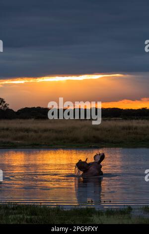 Ein Hippopotamus Hippopotamus amphibius gähnt im goldenen Sonnenuntergang, der sich in einer Pfanne im Hwange-Nationalpark widerspiegelt. Stockfoto