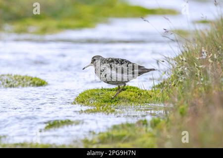 Lilafarbener Sandpiper (Calidris maritima) bei der Zucht von Gefiederfutter entlang des Baches auf der arktischen Tundra im Sommer, Spitsbergen/Svalbard, Norwegen Stockfoto