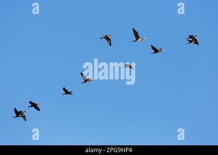 Herde großer Kormorane (Phalacrocorax carbo), die im Frühling gegen den blauen Himmel fliegen Stockfoto