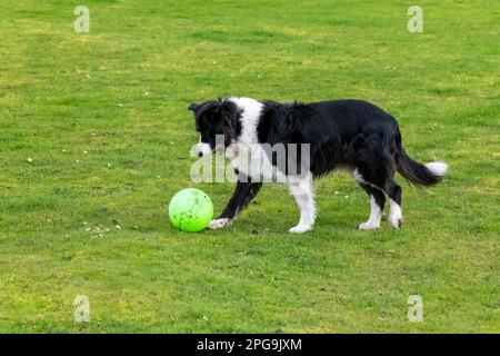 Reifer Border-Collie-Hund, der draußen mit einem grünen Fußball auf einem Feld mit kurzem Gras spielt. Stockfoto