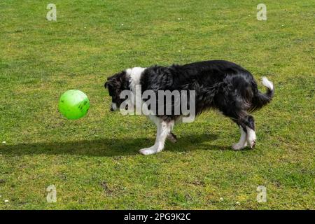 Reifer Border-Collie-Hund, der draußen mit einem grünen Fußball auf einem Feld mit kurzem Gras spielt. Stockfoto