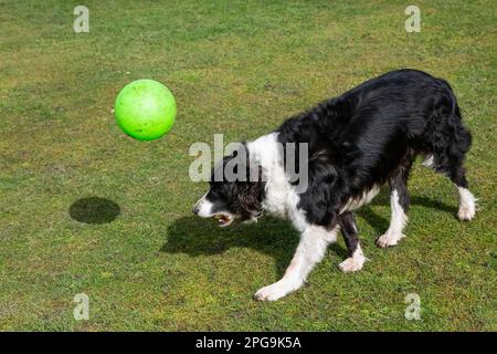 Reifer Border-Collie-Hund, der draußen mit einem grünen Fußball auf einem Feld mit kurzem Gras spielt. Stockfoto