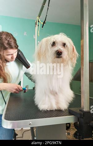 Ein weißer Malteser, der von einer Frau auf einem Tisch in einem Tiersalon gepflegt und geputzt wird. Stockfoto