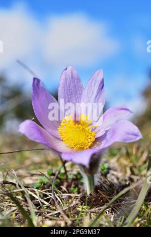 Pulsatilla grandis, die große Pasque Blume Stockfoto