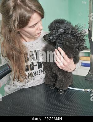 Eine Frau trocknet einen Pudel in einem Tierpflegesalon. Stockfoto