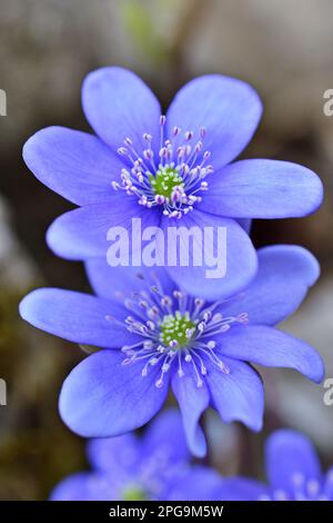 Hepatica nobilis - Liverleaf-Nahaufnahme Stockfoto