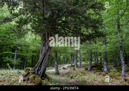 Europäischer Eibenbaum (Taxus baccata) in einem Buchenhain (Fagus sylvatica) Stockfoto