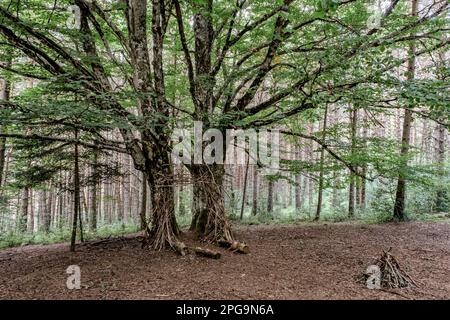 Bushcraft Camp-Unterschlupf im Wald Stockfoto