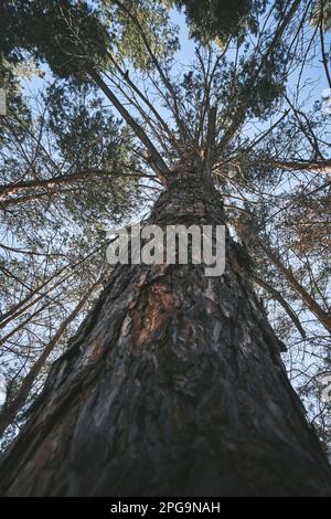 Hohe Kiefer im Wald in Nahaufnahme mit Blick von unten Stockfoto
