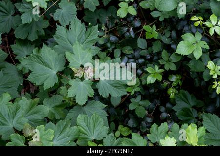 Platanen-Ahorn (Acer pseudoplatanus) Laubbaum frisch grün Frühling neues Laub Stockfoto