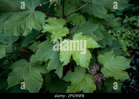 Platanen-Ahorn (Acer pseudoplatanus) Laubbaum frisch grün Frühling neues Laub Stockfoto