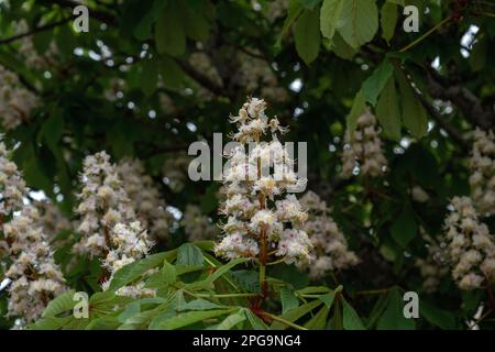 Der Horsicknussbaum (Aesculus hippocastanum) in der Blüte Stockfoto