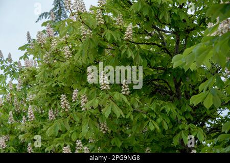 Der Horsicknussbaum (Aesculus hippocastanum) in der Blüte Stockfoto