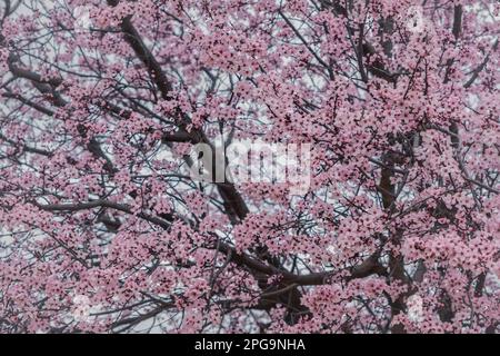 Kirschpflaume (Prunus cerasifera) rosa Blüten blühen Stockfoto