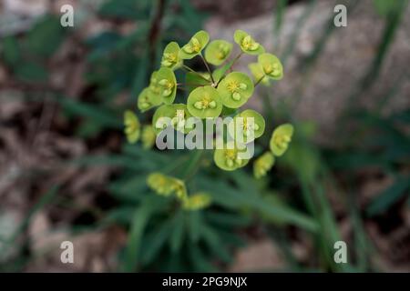 Im Frühjahr blühende gelb-grüne Holzflora (Euphorbia amygdaloides) Stockfoto