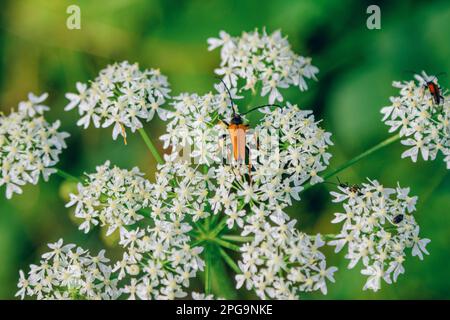 Stictoleptura rubra, der rotbraune Longhorn-Käfer auf weißen Blüten des blühenden Riesenhuhn Stockfoto