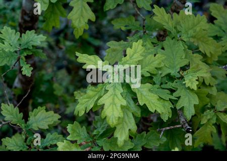 Europäische Eiche (Quercus robur) frische grüne neue Blätter im Frühjahr Stockfoto