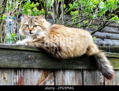 Eine wunderschöne flauschige Katze hoch oben auf einem rustikalen Holzzaun. Stockfoto