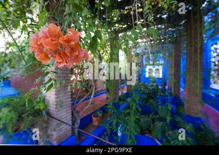 jardin majorelle, marrakesch, magreb, nordafrika, marocco, Stockfoto