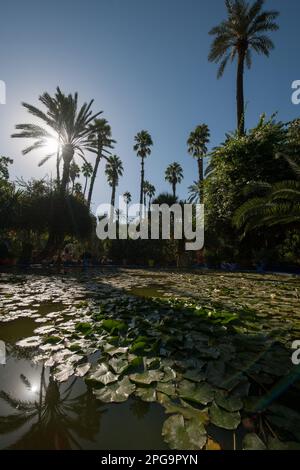 jardin majorelle, marrakesch, magreb, nordafrika, marocco, Stockfoto