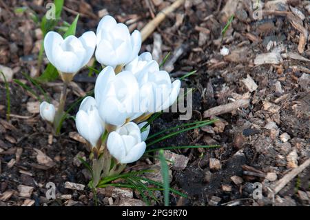 Weiße Krokusse wachsen im Frühling auf dem Boden. Die ersten Frühlingsblumen blühen im Garten. Selektiver Fokus. Stockfoto