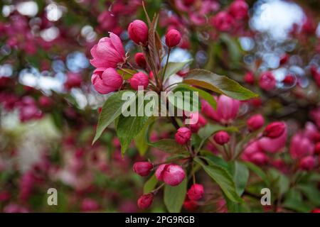 Blühende Blumen in den Gärten des Jüdischen Museums in Berlin Stockfoto