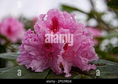 Blumen blühen in einem Park in Berlin Stockfoto