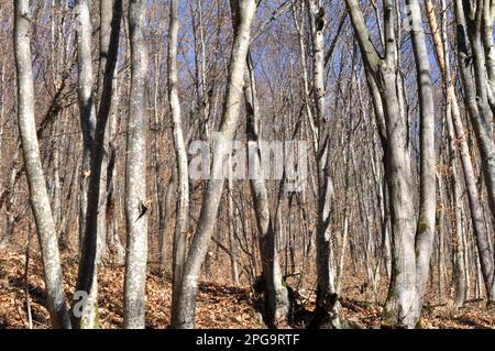 Im Wald wächst Massivholz Stockfoto