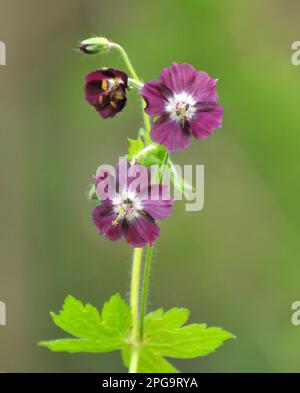 In der Wildnis im Frühlingswald blüht Geranium Phaeum Stockfoto