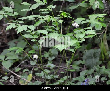 Mehrjährige, seltene, giftige Pflanze Actaea spicata wächst in der Wildnis in den Wäldern Stockfoto