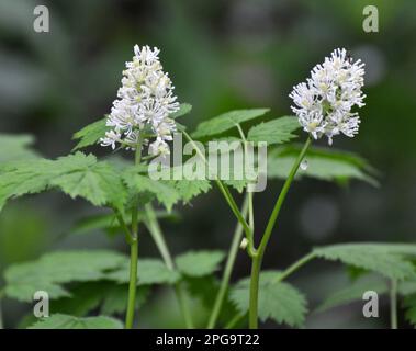 Mehrjährige, seltene, giftige Pflanze Actaea spicata wächst in der Wildnis in den Wäldern Stockfoto