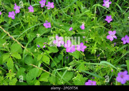 Geranium wächst in der Wildnis Stockfoto