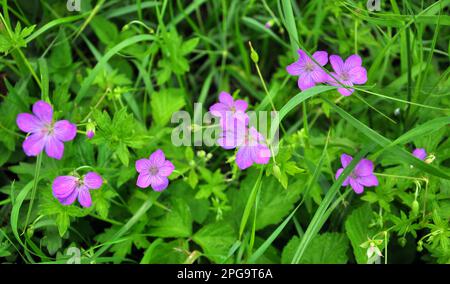 Geranium wächst in der Wildnis Stockfoto