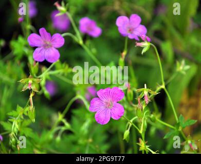 Geranium wächst in der Wildnis Stockfoto