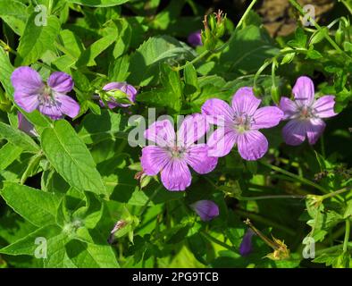 Geranium wächst in der Wildnis Stockfoto