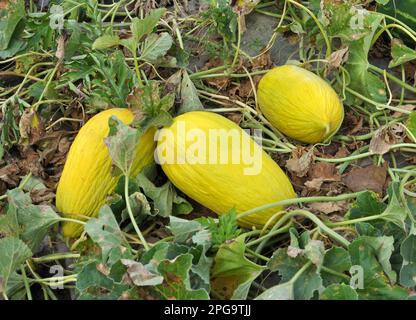 Gelbe Melone wächst in offenem organischen Boden Stockfoto