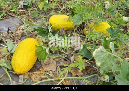 Gelbe Melone wächst in offenem organischen Boden Stockfoto