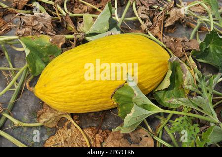 Gelbe Melone wächst in offenem organischen Boden Stockfoto