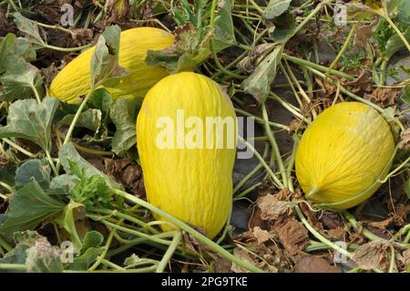 Gelbe Melone wächst in offenem organischen Boden Stockfoto