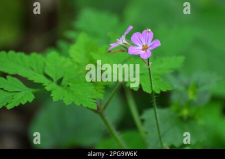 Geranium (Geranium robertianum) wächst in freier Wildbahn Stockfoto