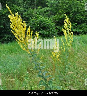 Eine der Mulleinarten, Verbascum Lychnitis, blüht in der Wildnis Stockfoto