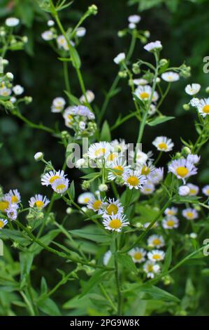 Erigeron annuus blüht in der Wildnis auf der Wiese im Sommer Stockfoto
