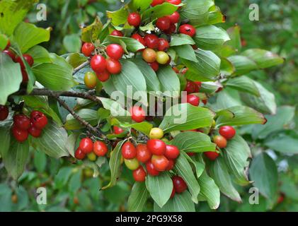 Im Garten auf einem Ast reift man Hundelobst Stockfoto