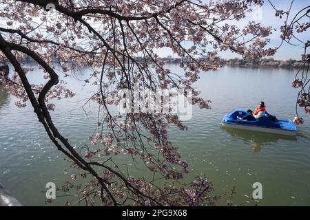 Washington, Usa. 21. März 2023. Am Dienstag, den 21. März 2023, fährt ein Paar mit einem Paddelboot entlang des Tidal Basin, um die blühenden Kirschbäume in Washington, DC, zu bewundern. Der National Parks Service sagt voraus, dass die Blumen nächste Woche ihren Höhepunkt erreichen werden. Foto: Bonnie Cash/UPI Credit: UPI/Alamy Live News Stockfoto