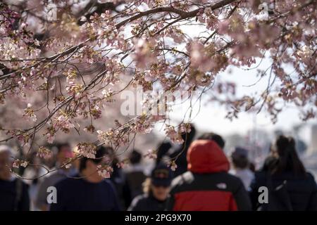 Washington, Usa. 21. März 2020. Am Dienstag, den 21. März 2023, am Tidal Basin in Washington, DC, spazieren die Menschen durch die Kirschblüten, die nächste Woche ihren Höhepunkt erreichen werden. Foto: Bonnie Cash/UPI Credit: UPI/Alamy Live News Stockfoto